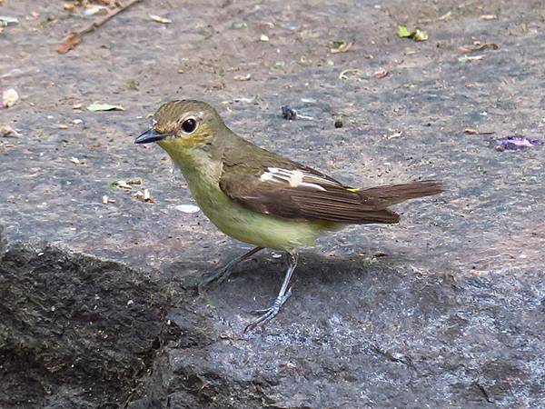 中國‧承德(二)‧避暑山莊(下)‧園林(Chengde II 中國‧承德(二)‧避暑山莊(下)‧園林(Chengde II
