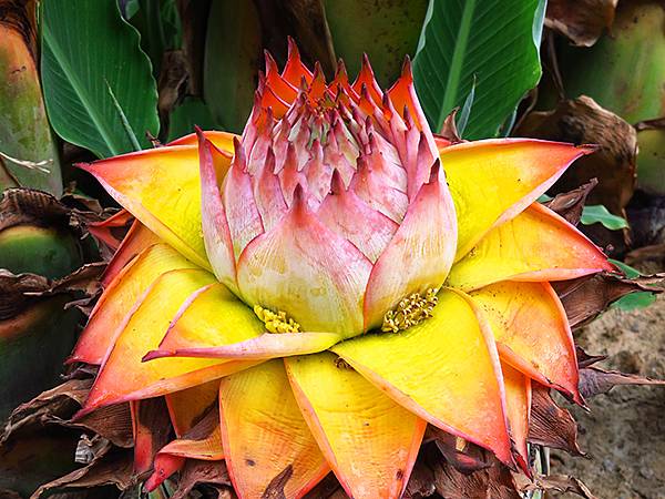 中國‧承德(四)‧普寧寺和博物館(Chengde IV)