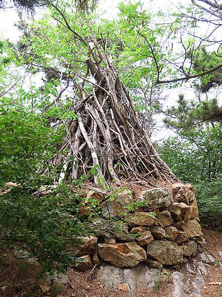 中國遼寧‧大連(四)‧棒槌島、海之韵公園(Dalian IV