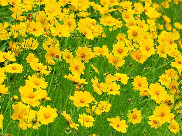 中國遼寧‧大連(四)‧棒槌島、海之韵公園(Dalian IV