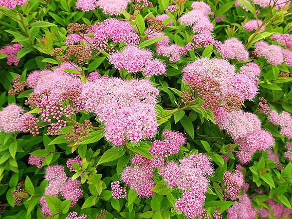 中國遼寧‧大連(四)‧棒槌島、海之韵公園(Dalian IV