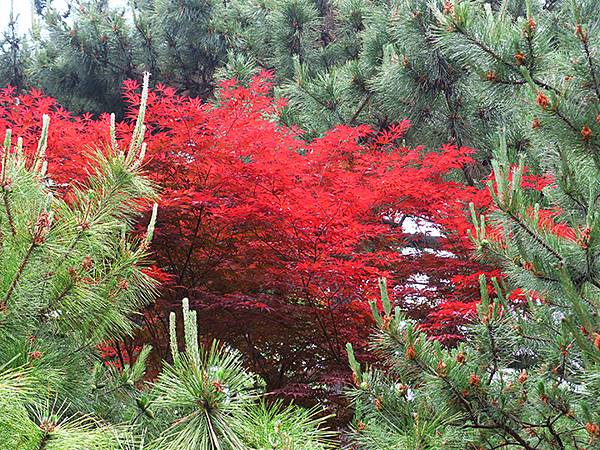 中國遼寧‧大連(四)‧棒槌島、海之韵公園(Dalian IV