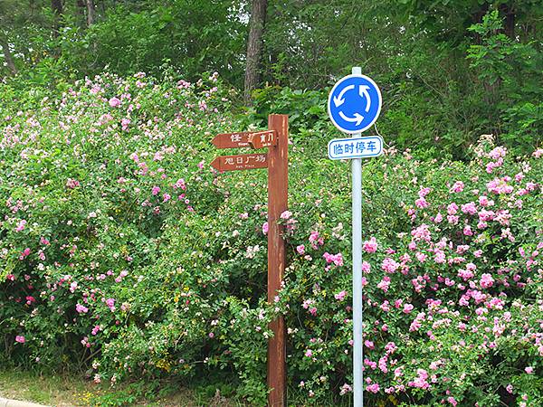 中國遼寧‧大連(四)‧棒槌島、海之韵公園(Dalian IV