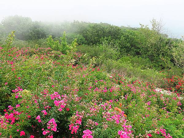 中國遼寧‧大連(四)‧棒槌島、海之韵公園(Dalian IV
