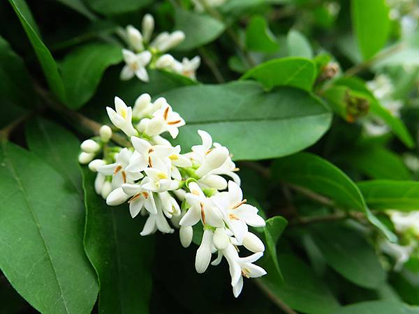 中國遼寧‧大連(四)‧棒槌島、海之韵公園(Dalian IV