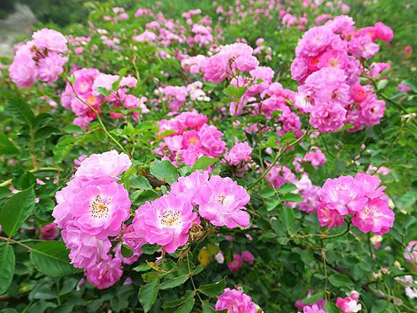 中國遼寧‧大連(四)‧棒槌島、海之韵公園(Dalian IV