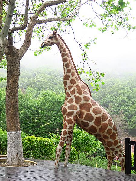 中國遼寧‧大連(四)‧棒槌島、海之韵公園(Dalian IV