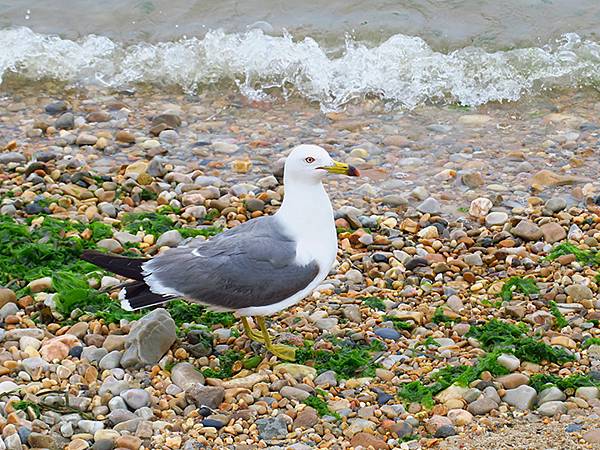 中國遼寧‧大連(五)‧親海棧道(上)‧星海公園段(Dalia