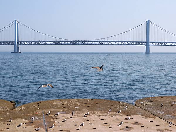 中國遼寧‧大連(五)‧親海棧道(上)‧星海公園段(Dalia