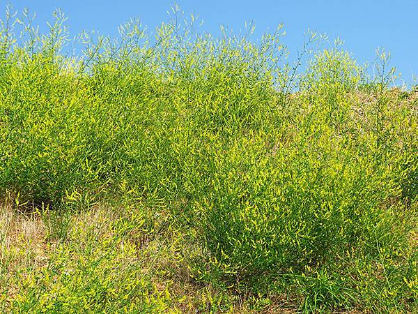 中國遼寧‧大連(六)‧親海棧道(下)‧傅家庄段(Dalian