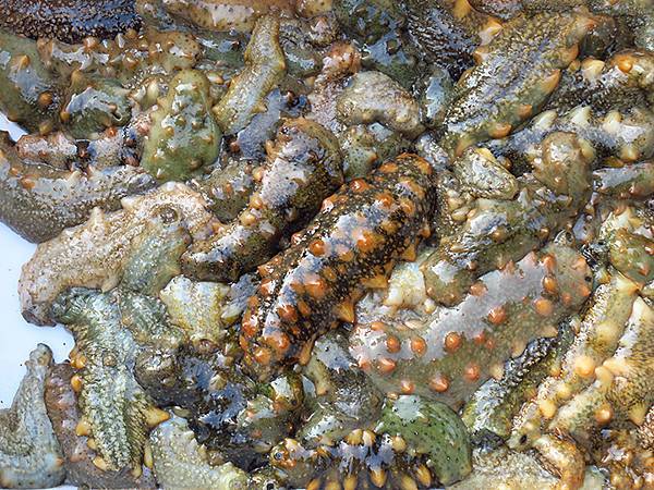 中國遼寧‧大連(六)‧親海棧道(下)‧傅家庄段(Dalian