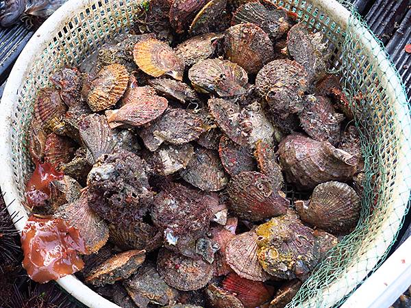 中國遼寧‧大連(六)‧親海棧道(下)‧傅家庄段(Dalian