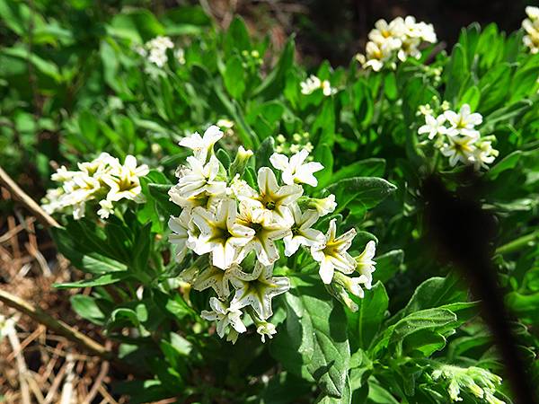 中國遼寧‧大連(七)‧金石灘(上)‧地質公園(Dalian 中國遼寧‧大連(七)‧金石灘(上)‧地質公園(Dalian