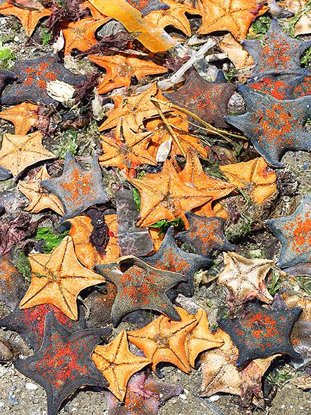 中國遼寧‧大連(七)‧金石灘(上)‧地質公園(Dalian 中國遼寧‧大連(七)‧金石灘(上)‧地質公園(Dalian