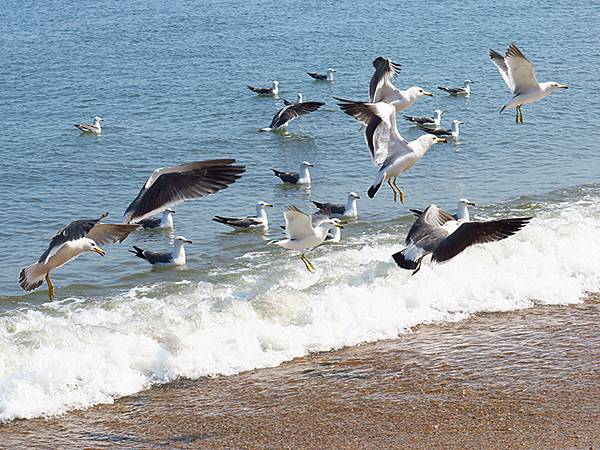 中國遼寧‧大連(八)‧金石灘(下)‧金石園、黃金海岸(Dal