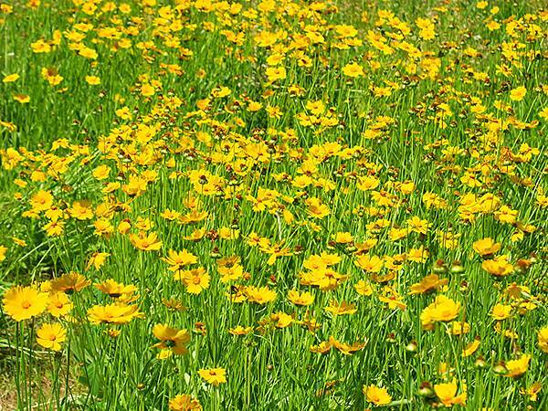 中國遼寧‧大連(九)‧青泥窪橋、勞動公園(Dalian IX