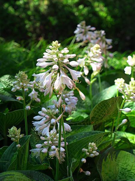 中國遼寧‧大連(九)‧青泥窪橋、勞動公園(Dalian IX