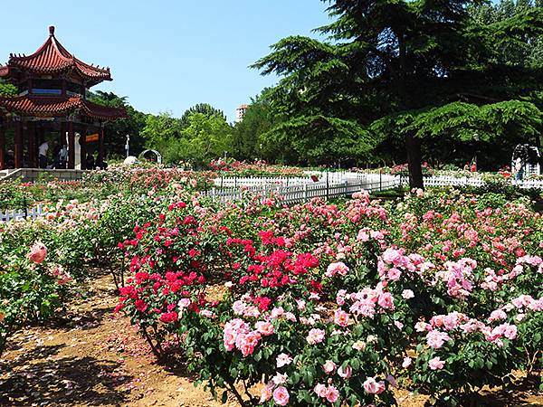 中國遼寧‧大連(九)‧青泥窪橋、勞動公園(Dalian IX