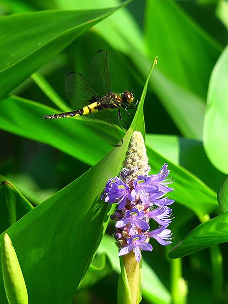 中國遼寧‧大連(九)‧青泥窪橋、勞動公園(Dalian IX