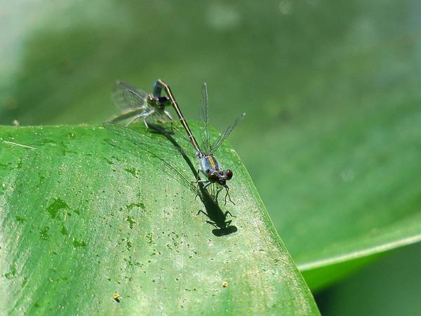 中國遼寧‧大連(九)‧青泥窪橋、勞動公園(Dalian IX