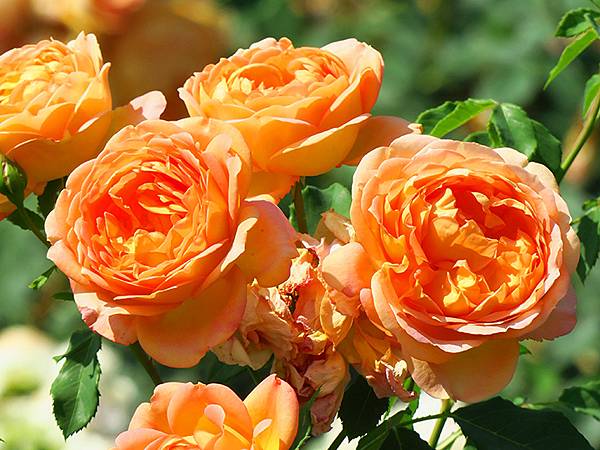 中國遼寧‧大連(九)‧青泥窪橋、勞動公園(Dalian IX