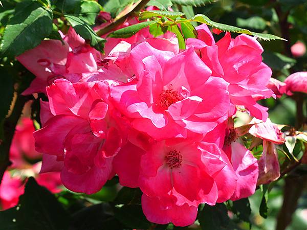 中國遼寧‧大連(九)‧青泥窪橋、勞動公園(Dalian IX