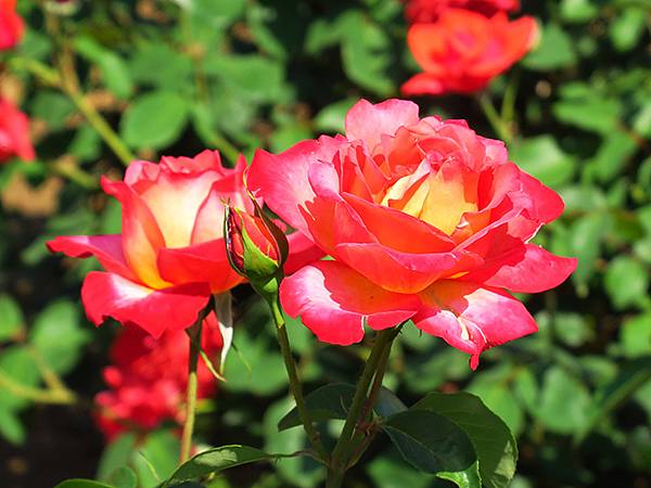 中國遼寧‧大連(九)‧青泥窪橋、勞動公園(Dalian IX