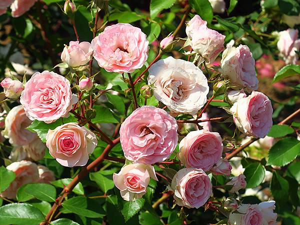 中國遼寧‧大連(九)‧青泥窪橋、勞動公園(Dalian IX