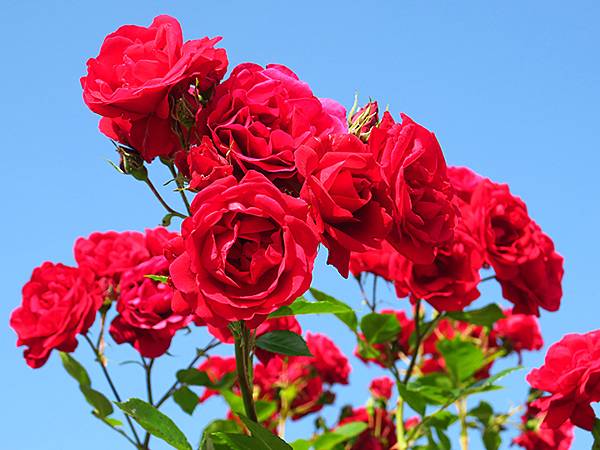 中國遼寧‧大連(九)‧青泥窪橋、勞動公園(Dalian IX
