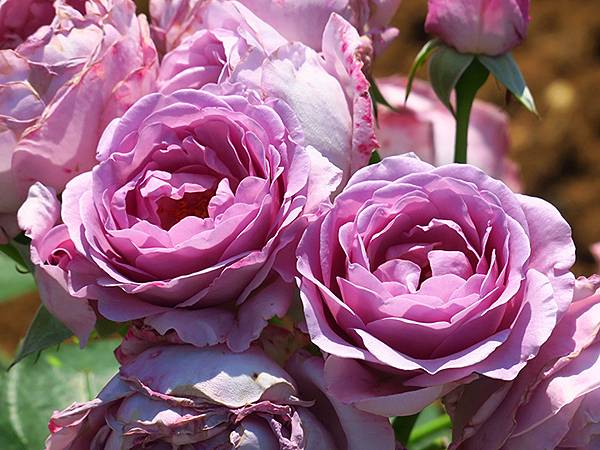 中國遼寧‧大連(九)‧青泥窪橋、勞動公園(Dalian IX