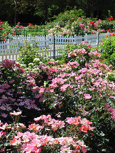 中國遼寧‧大連(九)‧青泥窪橋、勞動公園(Dalian IX