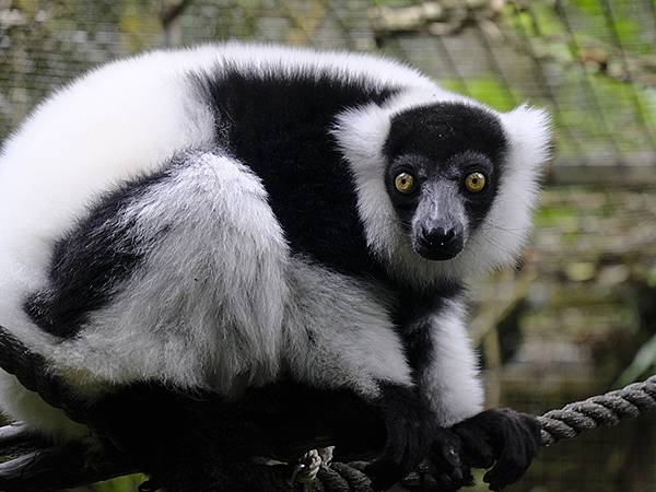 台灣‧台北‧木柵動物園(四)(Taipei Zoo IV)