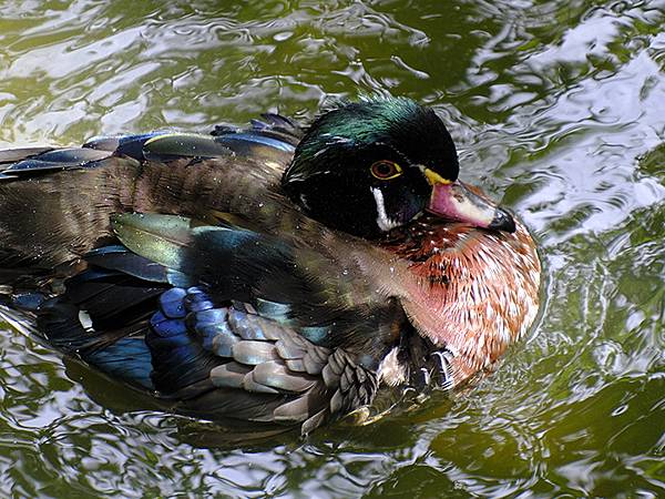 台灣‧台北‧木柵動物園(四)(Taipei Zoo IV)