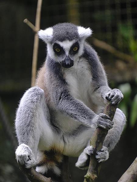 台灣‧台北‧木柵動物園(四)(Taipei Zoo IV)