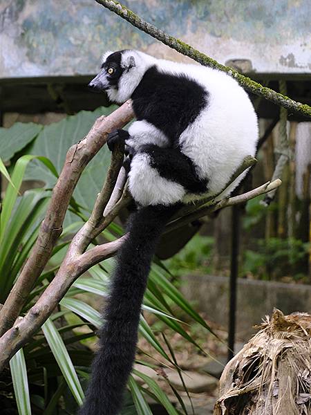 台灣‧台北‧木柵動物園(四)(Taipei Zoo IV)