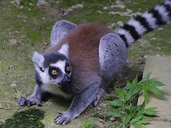 台灣‧台北‧木柵動物園(四)(Taipei Zoo IV)