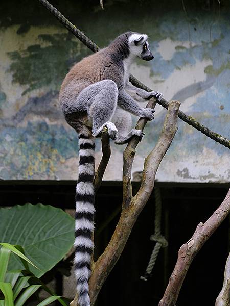 台灣‧台北‧木柵動物園(四)(Taipei Zoo IV)