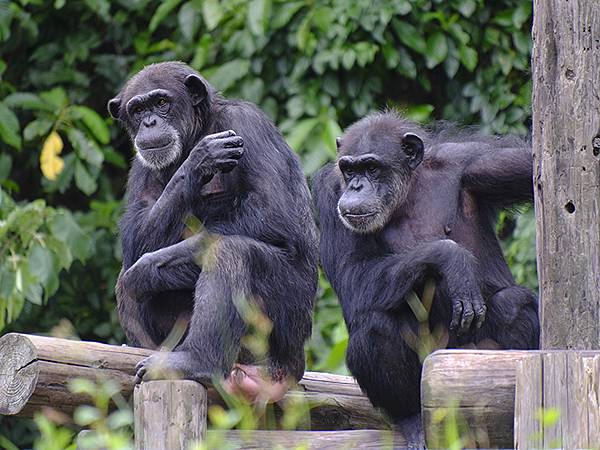 台灣‧台北‧木柵動物園(四)(Taipei Zoo IV)
