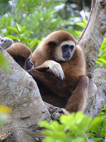 台灣‧台北‧木柵動物園(四)(Taipei Zoo IV)