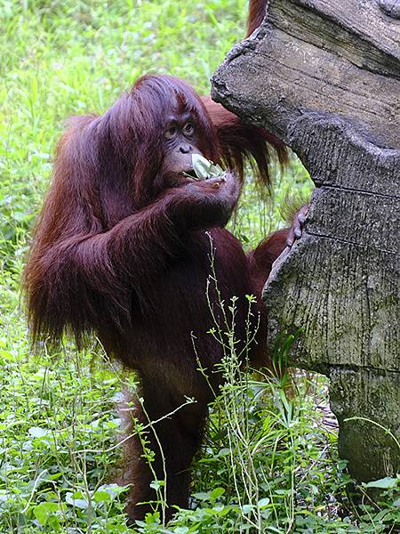 台灣‧台北‧木柵動物園(四)(Taipei Zoo IV)