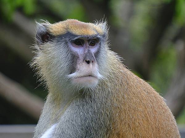 台灣‧台北‧木柵動物園(四)(Taipei Zoo IV)