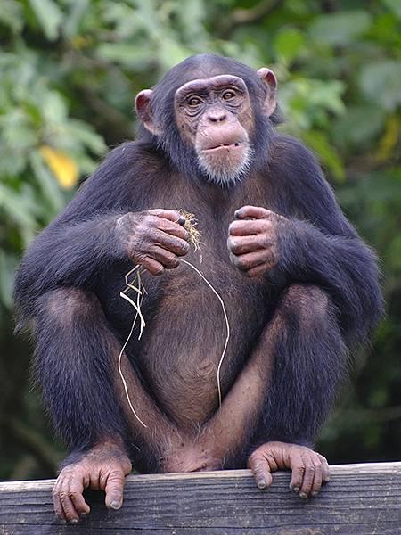 台灣‧台北‧木柵動物園(四)(Taipei Zoo IV)
