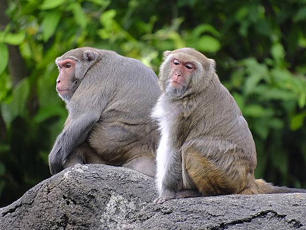 台灣‧台北‧木柵動物園(四)(Taipei Zoo IV)