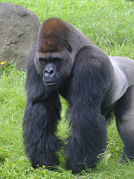 台灣‧台北‧木柵動物園(四)(Taipei Zoo IV)
