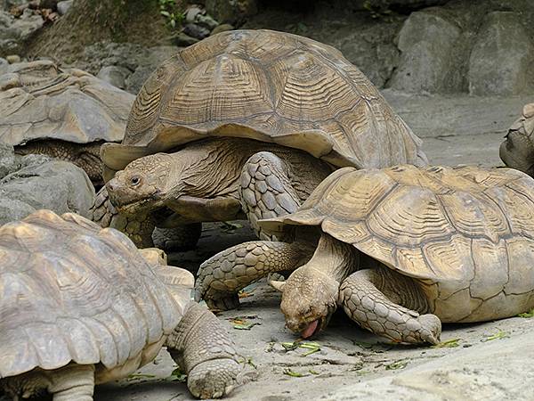台灣‧台北‧木柵動物園(四)(Taipei Zoo IV)
