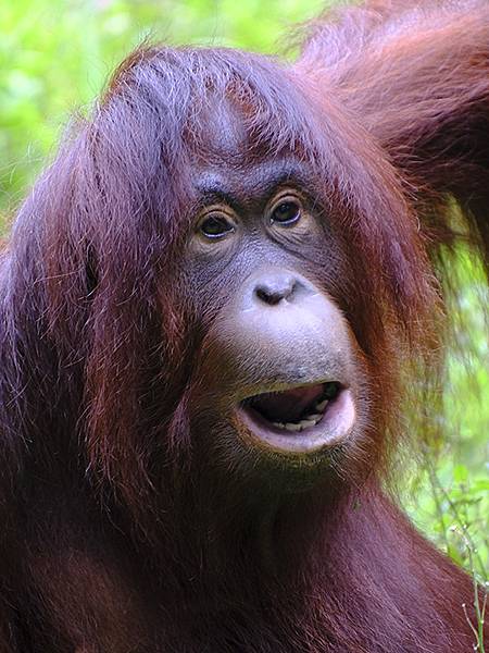 台灣‧台北‧木柵動物園(四)(Taipei Zoo IV)