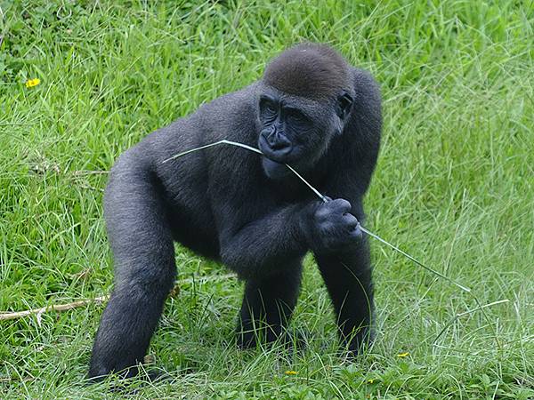 台灣‧台北‧木柵動物園(四)(Taipei Zoo IV)