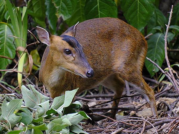 台灣‧台北‧木柵動物園(四)(Taipei Zoo IV)