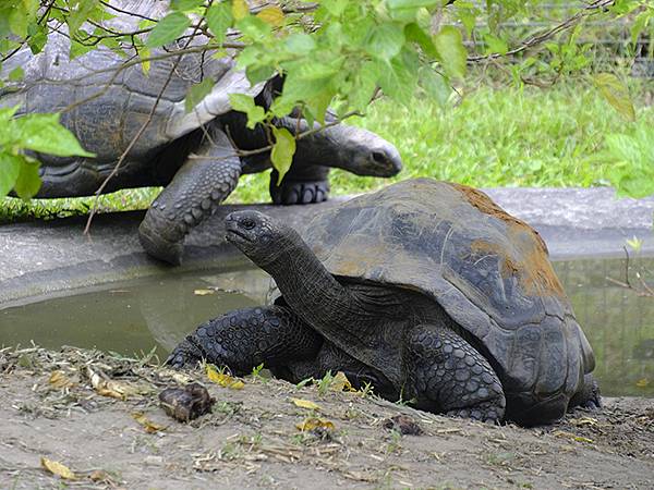 台灣‧台北‧木柵動物園(四)(Taipei Zoo IV)