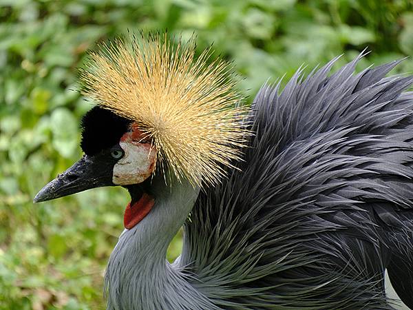 台灣‧台北‧木柵動物園(四)(Taipei Zoo IV)